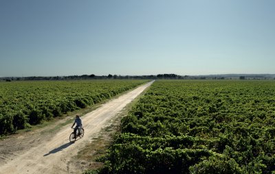 Kategoriebild der Kategorie “DO Tejo”