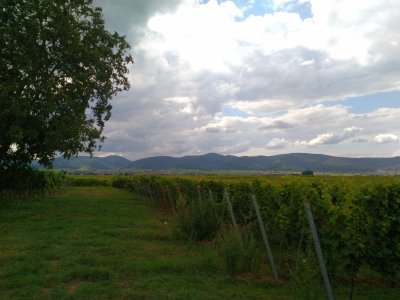 Kategoriebild der Kategorie “Pfalz”