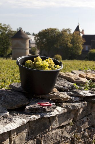 Kategoriebild der Kategorie “Weißwein”