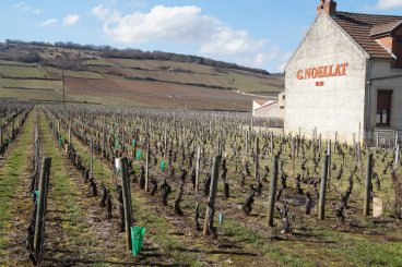 Geschenkgutschein - Das Burgund - einzigartige Weine! 