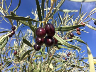 Geschenkgutschein Griechenland - einzigartige Rebsorten & vielfältige Terroirs! 
