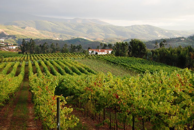 Artikelbild des Artikels “2025er Alvarinho Vinho Verde DOC “