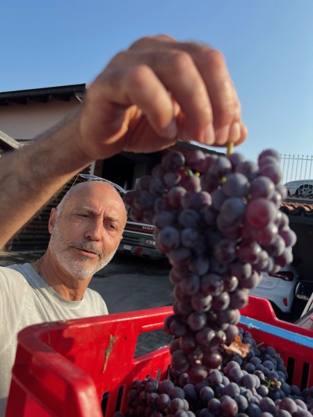 Artikelbild des Artikels “2017er Barbera d'Alba Monti “