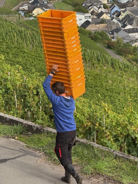 Artikelbild des Artikels “2022er Vierpass Riesling trocken “