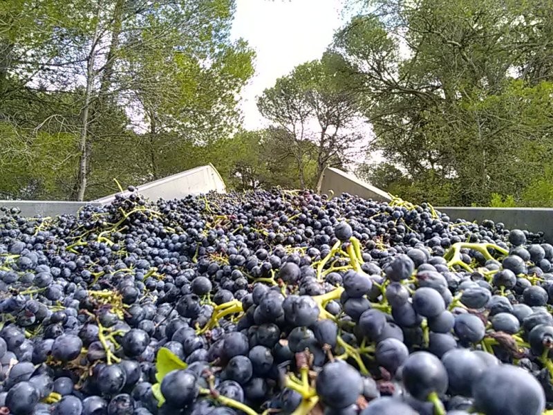 Artikelbild des Artikels “2023er Minervois Terres de Grès “