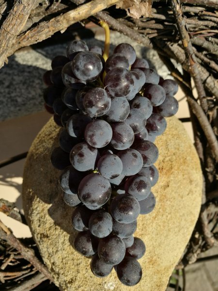 Artikelbild des Artikels “2016er Barolo Monforte d'Alba “