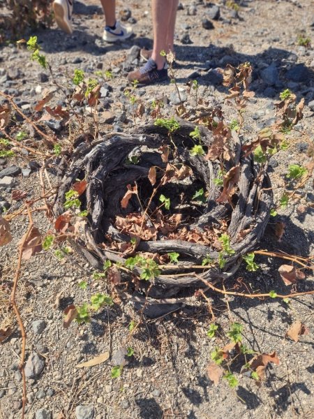Artikelbild des Artikels “2022er Assyrtiko Santorini Wild Ferment “
