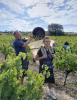 Artikelbild 3 des Artikels “2023er Minervois Terres de Grès “