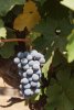 Artikelbild 3 des Artikels “2024er Carmenere Limited Edition “