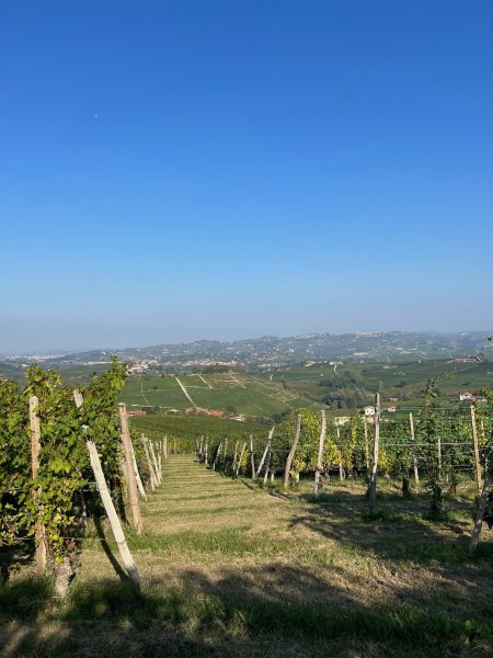 Artikelbild 3 des Artikels “2023er Barbera d´Alba Fisetta “